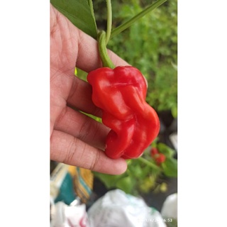 hạt ớt Dragon's toe