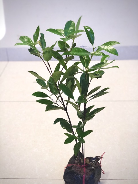 Cây cherry brazil chịu nhiệt size trung cao 50-60 cm (Ảnh thật)