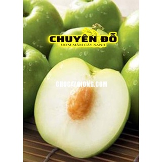 [CÓ SẴN] CÂY GIỐNG TÁO THÁI LAN