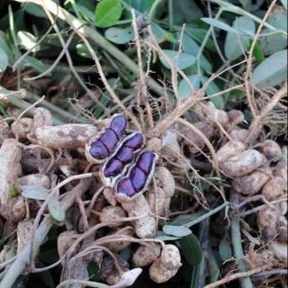 Hạt giống lạc đen kokuma