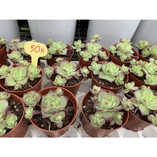 Sen đá Dù viền tím