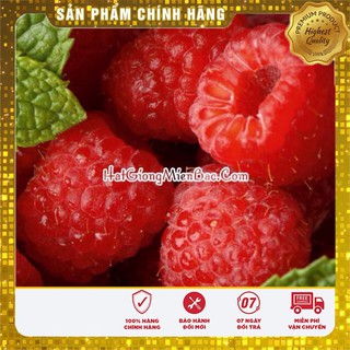 Hạt Giống Mâm Xôi Đỏ(10 hạt)