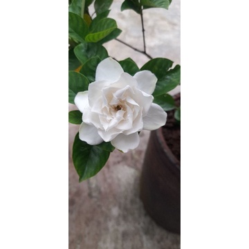 Cây Bạch Thiên Hương, hoa thơm ngát, cây to y như hình