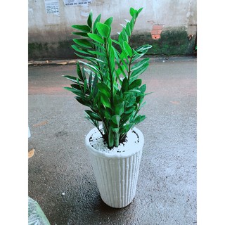 Cây Kim Tiền Loại Lớn