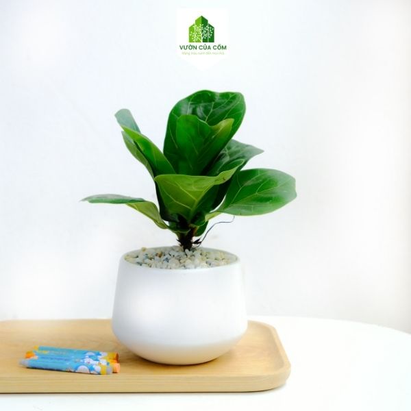 Cây Bàng Singapor để bàn kèm chậu sứ trắng  cây phong thủy mang lại tài lộc cho gia chủ . Cây + chậu KT cao 20 cm