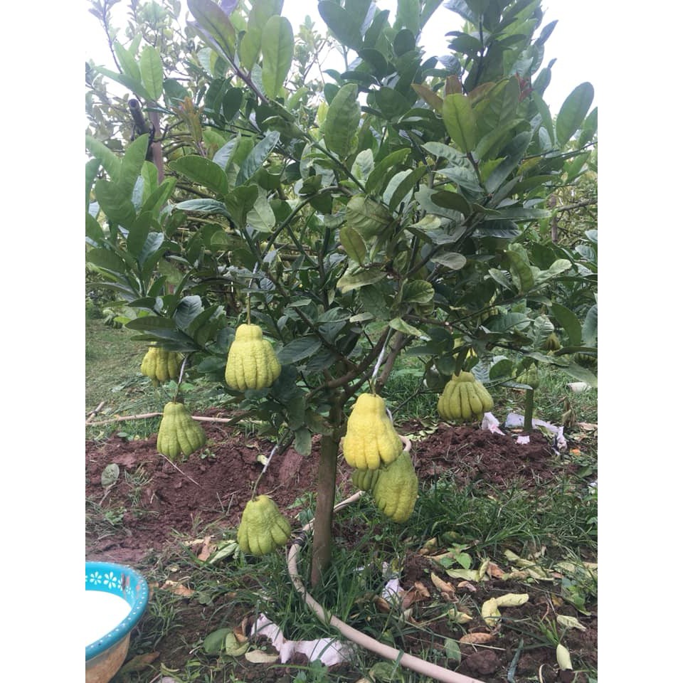 Cây Giống Phật Thủ  Cây Ghép Nhanh Có Quả