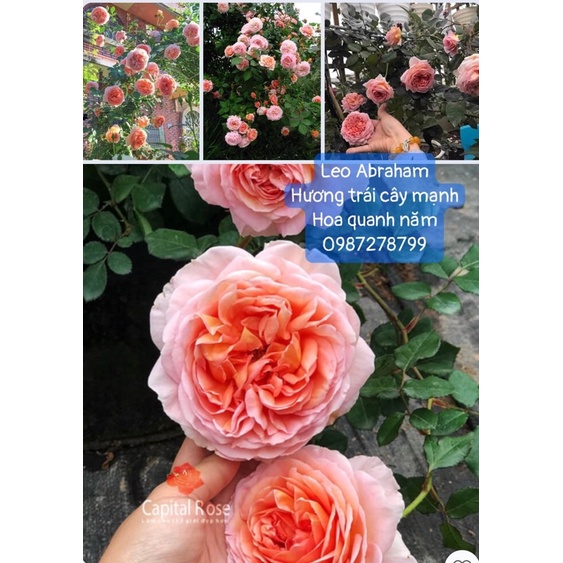 10 cây hoa hồng leo 10 loại 10 màu.