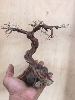 Cây Bonsai mini giá rẻ
