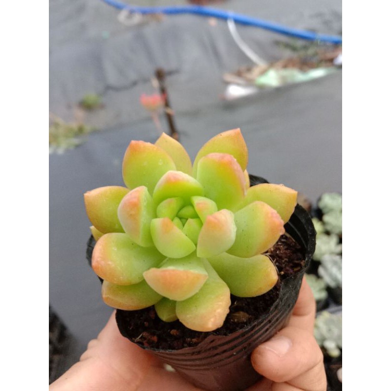 MỘT CHIẾC SEN ĐÁ ORANGE CHO CUỘC ĐỜI BẠN THÊM MÀU SẮC 🌈🌈 size mini 8x8 cm thuần khí hậu sức sống cao đẹp như chủ shop 😌