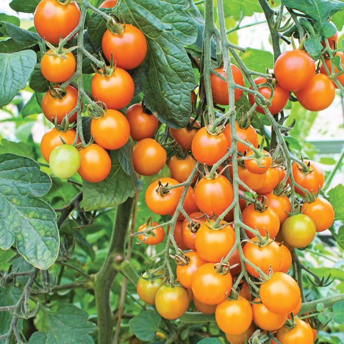 |HÀNG NHẬP KHẨU| Hạt giống cà chua chuỗi ngọc vàng Thái Lan. Tặng kèm viên nén ươm hạt và kích rễ