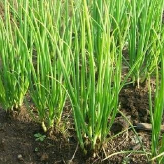 HẠT GIỐNG HÀNH LÁ THÁI LAN