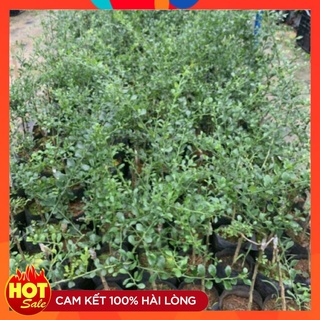 Cây Giống Chanh Ngón Tay Nhập Khẩu