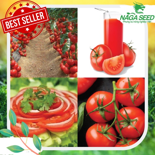 TUÍ ZIPPER 0.4G Hạt Giống Cà Chua Trái Lớn F1 Chịu Nhiệt, Ra Trái Nhiều, Dễ Trồng Và Chăm Sóc, Tomato Seeds