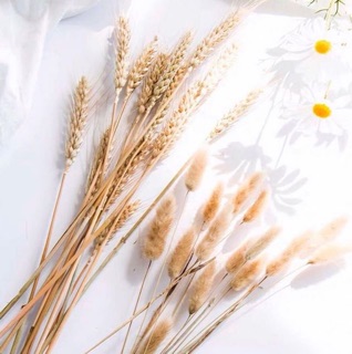 BÔNG LÚA & BÔNG CỎ LAU