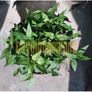 (hoả tốc)CHẬU CÂY RAU RĂM(1 đơn hàng tối đa 4 chậu)