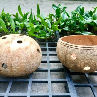 Chậu gáo dừa