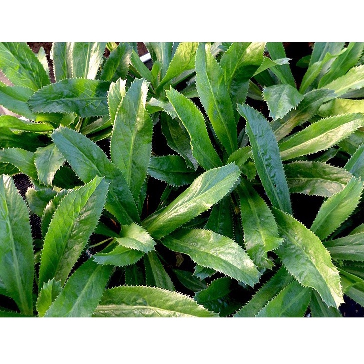 Hạt giống ngò gai (mùi tàu) 5 gam nảy mầm tốt dễ trồng