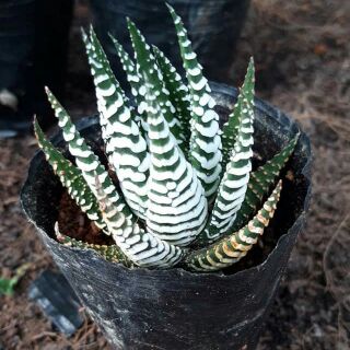 Móng rồng gân trắng nhỏ