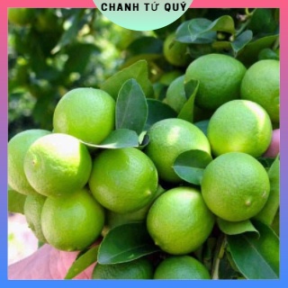 Cây giống chanh đào cây to chuẩn f1 sai trai,siêu năng suất