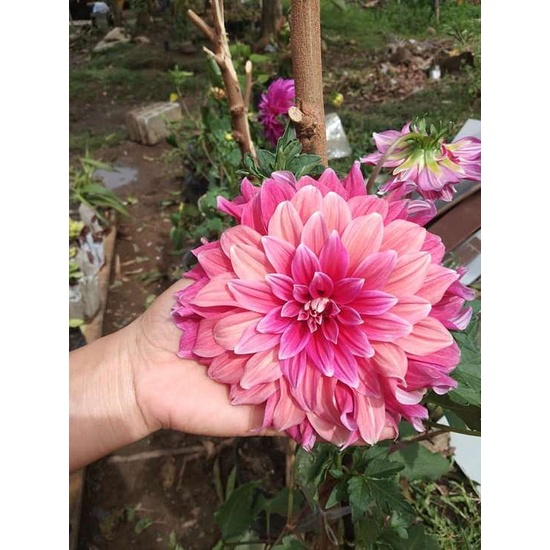 Hạt Giống Hoa Thược Dược Siêu To Mix Đủ Màu