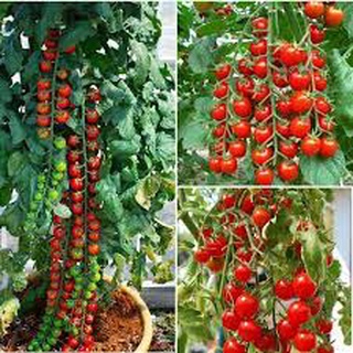 Gói 30 hạt giống cà chua cherry F1 siêu ngọt
