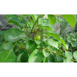 Bột thạch lá găng nguyên chất 100g