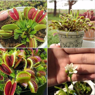 Hạt giống cây ăn thịt bẫy kẹp - 10 hạt/kèm 3 viên nén xơ dừa ươm hạt