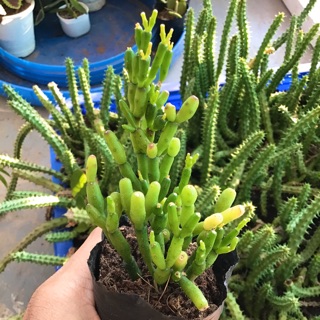 Xương rồng gạc Nai