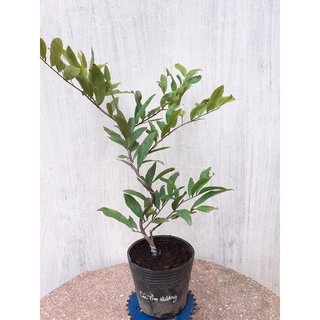 Mai Cúc Thọ Hương Mini