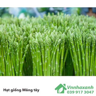 Hạt giống măng tây