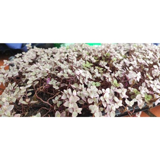 sen đá sedum pink lady.