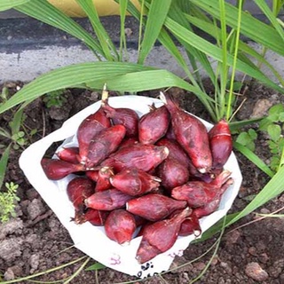 Sâm Đại Hành (10Củ Giống) sp9