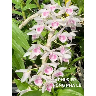 [Rẻ Vô Địch] Phi Điệp Hồng Pha Lê ( cây con giống gieo hạt)
