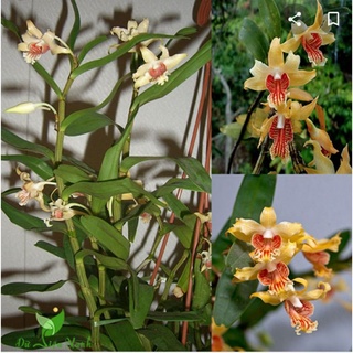 Hoàng thảo vạch đỏ.