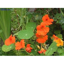 Hạt giống hoa sen cạn nhiều màu 10 hạt