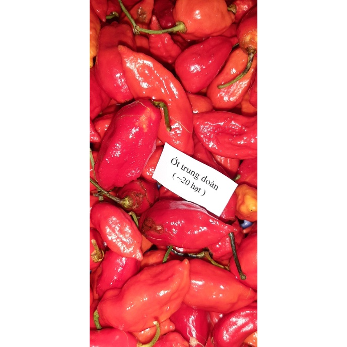 Giống ớt cay nhất Việt Nam gói 12 hạt, 23 hạt nảy mầm 99%