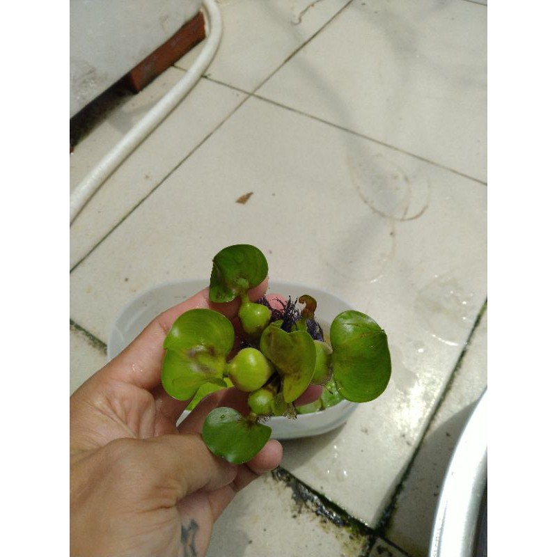 combo 4 loại bèo siêu lọc nước