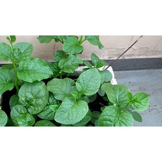 Gói 100gr Hạt giống Mồng tơi cao sản - Rau&Hoa