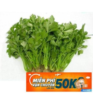 10g Hạt giống Rau Cần tây