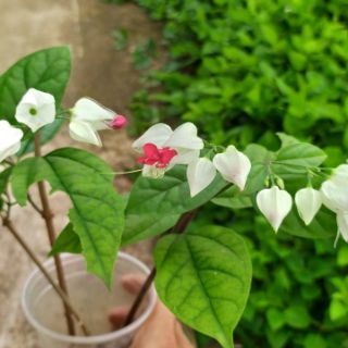 HOA TIGÔN TRẮNG/ HOA NGỌC NỮ