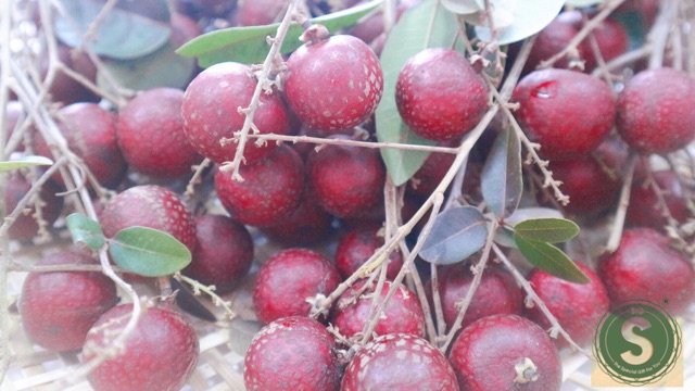 Cây Nhãn Tím của bác Huy, Sóc Trăng