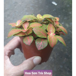Cây may mắn, có nhiều màu lá.