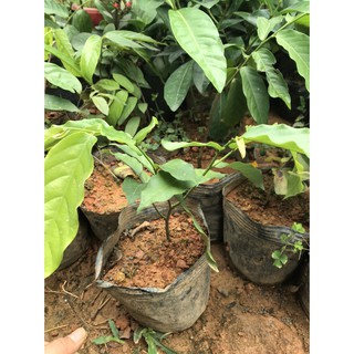 cây DẺ bầu bát giá siêu hời