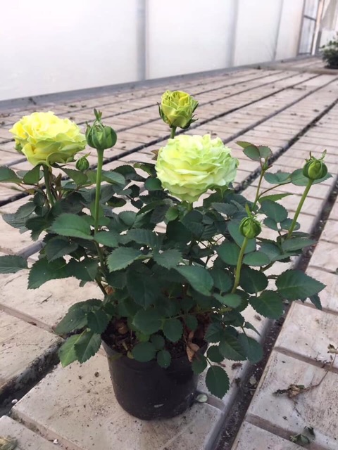 Hoa hồng siêu nụ abida, hàng sẵn hoa - hoa đẹp