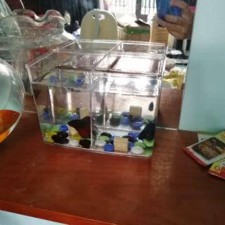 Bể Cá Mini