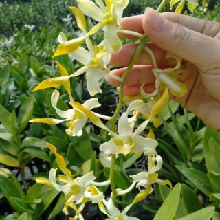 Nắng vàng thơm cây giống hoa thơm