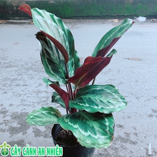 Đuôi Công Xanh Lá Tròn