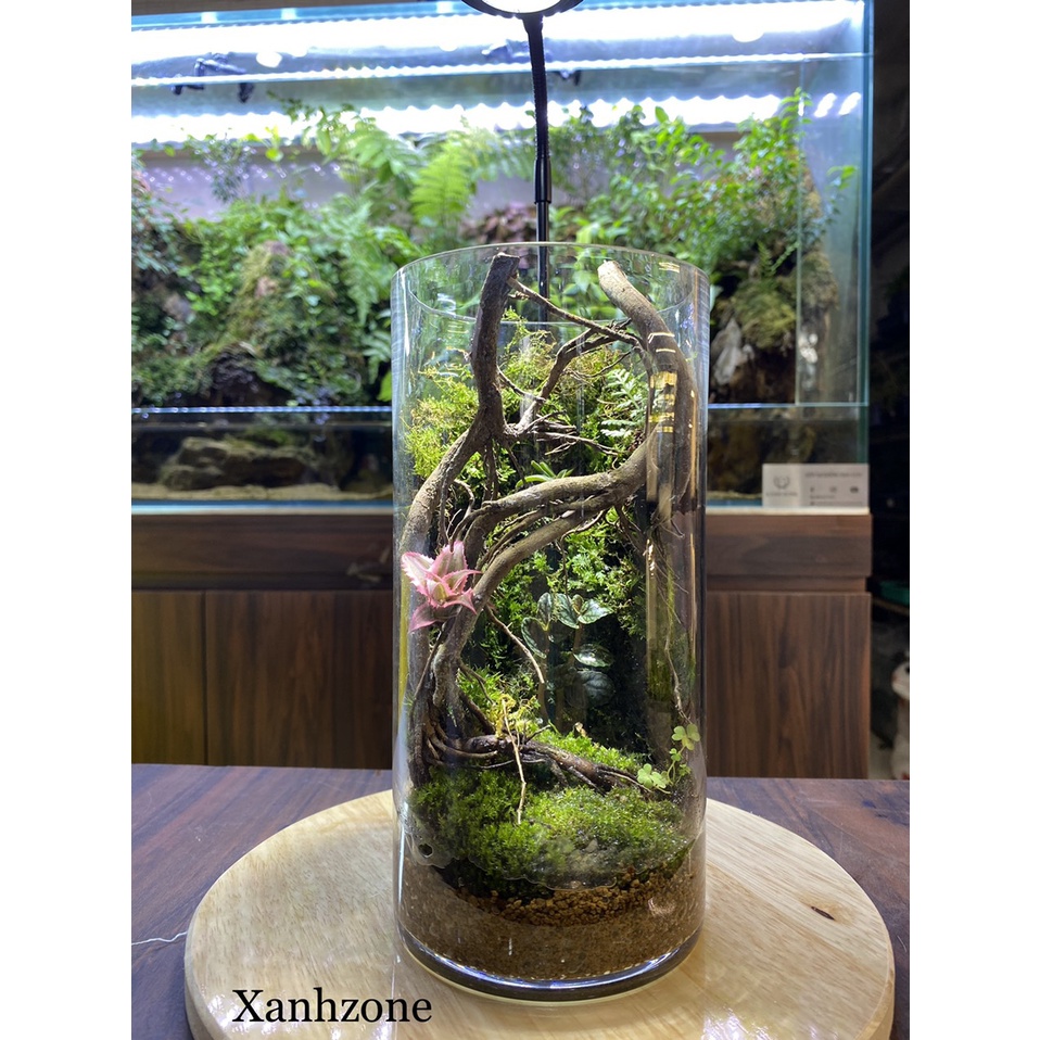 Đất sét trồng tường rêu, terrarium