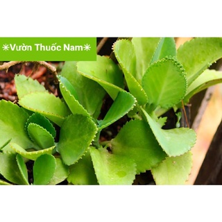 cây sống đời con làm giống ( 10 đến 15cm )