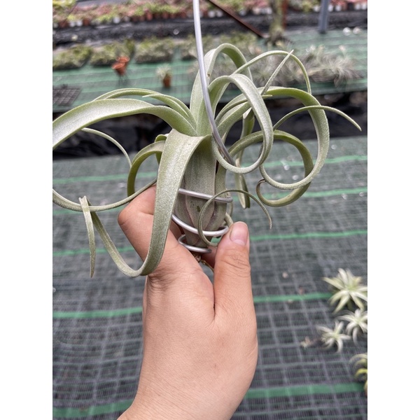 Cây không khí Tillandsia curly slim